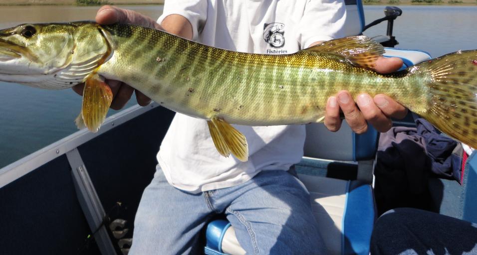 2021 Sheridan Region Angler Newsletter | Wyoming Game & Fish Department